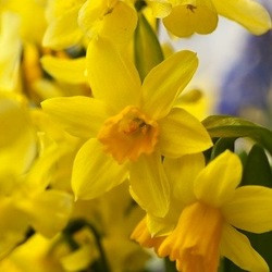 Narcissus tete a tete, daffodil tete, dwarf daffodil, miniature daffodil